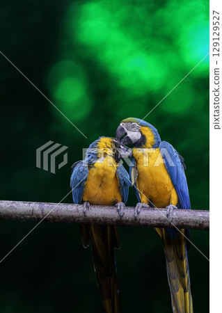 Variety of vividly vibrant colorful parrot Macaw sitting in dark background. 129129527