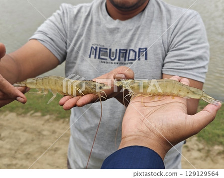 Holding Vannamei Shrimp After Pond Harvest 129129564