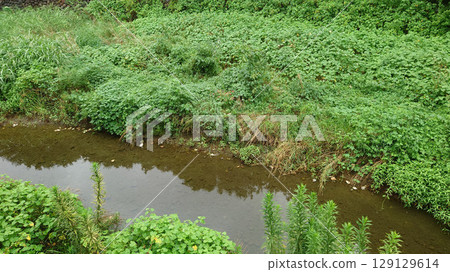 Senoragi of Ogawa Senoragi of Ogawa 129129614