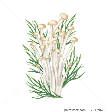 Enoki mushrooms and fresh dill leaves watercolor illustration isolated on white background. Vegan East Asian golden needle enokitake for Chinese, Korean culinary or Japanese organic food, cookbooks. Enoki mushrooms and fresh dill leaves watercolor illustration isolated on white background. Vegan East Asian golden needle enokitake for Chinese, Korean culinary or Japanese organic food, cookbooks. 129129623