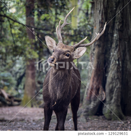 Portrait of sacred sika deer with antlers in Nara Park framed in square forma 129129631