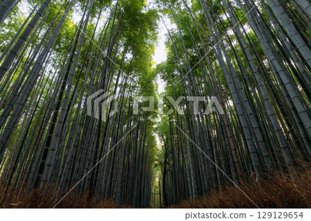 In Arashiyama Bamboo Forest, vertical trunks form a deep corridor of green symmetry 129129654