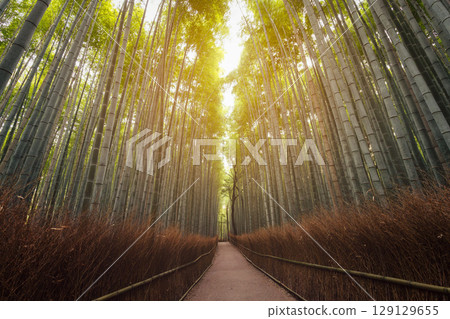 Famous Arashiyama Bamboo Grove in Kyoto photographed with nostalgic film tones 129129655
