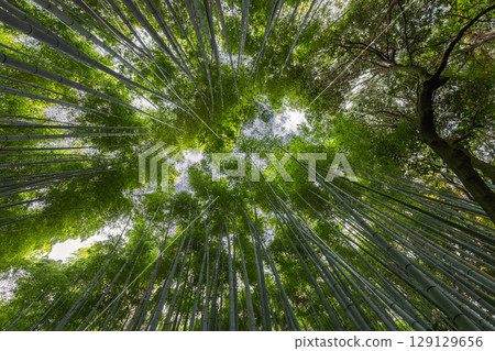 Strict upward view in Arashiyama Bamboo Grove in Kyoto, Japan Strict upward view in Arashiyama Bamboo Grove in Kyoto, Japan 129129656