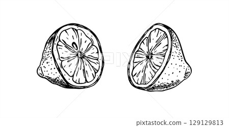 Sliced ripe lemon vector illustration in black and white engraving style. Two monochrome half citrus fruit realistic graphic sketch. Lime piece for cookery book decor, summer drinking, healthy food. Sliced ripe lemon vector illustration in black and white engraving style. Two monochrome half citrus fruit realistic graphic sketch. Lime piece for cookery book decor, summer drinking, healthy food. 129129813