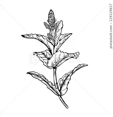 Flowering mint branch with leaves monochrome vector illustration. Aromatic melissa branch in blossom sketch painted by black inks. Seasoning herb line art for organic cosmetic design, beverage design. Flowering mint branch with leaves monochrome vector illustration. Aromatic melissa branch in blossom sketch painted by black inks. Seasoning herb line art for organic cosmetic design, beverage design. 129129817