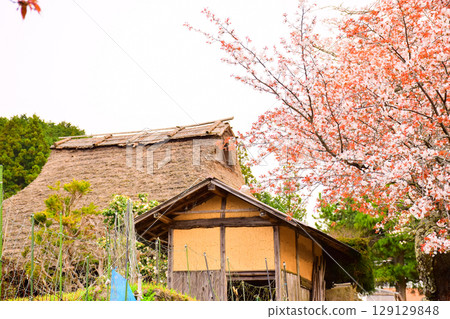 Old thatched roof house and cherry blossoms Old thatched roof house and cherry blossoms 129129848