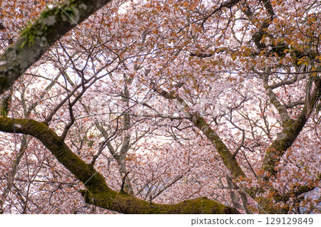 櫻花 129129849