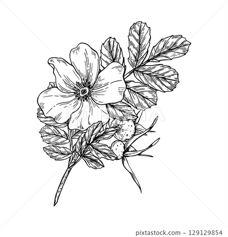 Monochrome flowering wild rosehip branch with berries and leaves vector isolated illustration painted by black inks. Wild healthy plant graphic sketch for herbal medicine packaging, organic tea label. 129129854