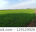 Lush Green Rice Field Under Clear Blue Sky in Rural Landscape of Agriculture Lush Green Rice Field Under Clear Blue Sky in Rural Landscape of Agriculture 129129926