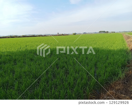 Lush Green Rice Field Under Clear Blue Sky in Rural Landscape of Agriculture 129129926