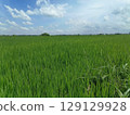 Lush Green Rice Field Under Bright Blue Sky with Fluffy White Clouds in Rural Landscape Lush Green Rice Field Under Bright Blue Sky with Fluffy White Clouds in Rural Landscape 129129928