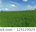Lush Green Rice Field Under Bright Blue Sky with Fluffy Clouds in Rural Landscape Lush Green Rice Field Under Bright Blue Sky with Fluffy Clouds in Rural Landscape 129129929