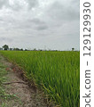 Lush Green Rice Field with Overcast Sky and Fresh Growth in Agricultural Area Lush Green Rice Field with Overcast Sky and Fresh Growth in Agricultural Area 129129930