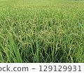 Lush Green Rice Field Ready for Harvest Under Bright Sky in Agricultural Landscape Lush Green Rice Field Ready for Harvest Under Bright Sky in Agricultural Landscape 129129931