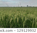 Lush Green Rice Field with Tall Stalks Under a Soft Sky at Dusk in Agricultural Landscape Lush Green Rice Field with Tall Stalks Under a Soft Sky at Dusk in Agricultural Landscape 129129932
