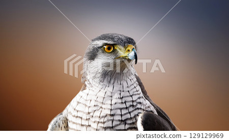 a Eurasian goshawk with piercing orange eyes and striking feather patterns, captured against a softly blurred warm background. A minimalist wildlife portrait with natural light and sharp focus a Eurasian goshawk with piercing orange eyes and striking feather patterns, captured against a softly blurred warm background. A minimalist wildlife portrait with natural light and sharp focus 129129969