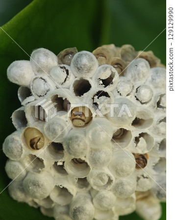 Wasp Larvae in a Paper Wasp Nest 129129990
