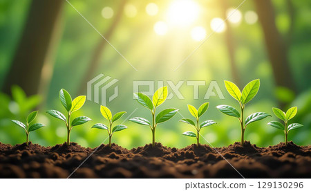 Young plants germinating in the soil. Concept about the importance of agriculture and environment 129130296