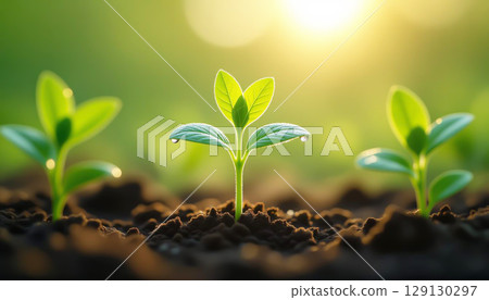 Young plants germinating in the soil. Concept about the importance of agriculture and environment 129130297