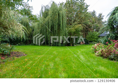 Lush green private garden with weeping willow and colorful flower beds, cozy outdoor atmosphere. 129130406