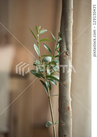 Olive tree trunk with single green shoot in soft light Olive tree trunk with single green shoot in soft light 129130435