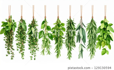 Assorted Hanging Culinary Herbs Against a White Background Featuring Rosemary and Sage 129130594