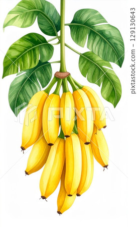 Watercolor Illustration of Yellow Bananas Hanging on Branch with Green Leaves Watercolor Illustration of Yellow Bananas Hanging on Branch with Green Leaves 129130643