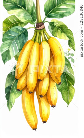 Watercolor Painting of Yellow Bananas Bunch on a Branch with Green Leaves on White 129130840