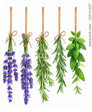 Botanical Watercolor Illustration Featuring Lavender Rosemary and Mint Sprigs 129131287