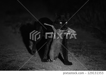 Mono black leopard walks past holding dik-dik Mono black leopard walks past holding dik-dik 129131353