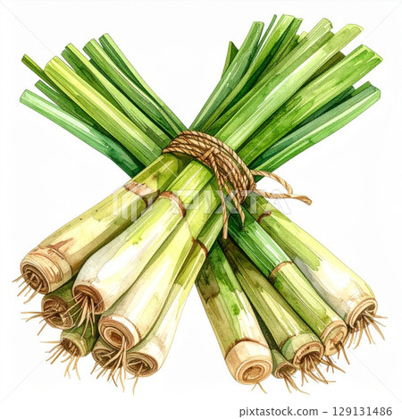 Watercolor Lemongrass Bundle Tied with Twine Detail of a Culinary Herb 129131486