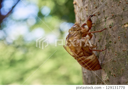 A summery scene. A close-up of a cicada shell illuminated by sunlight filtering through the trees. 129131770