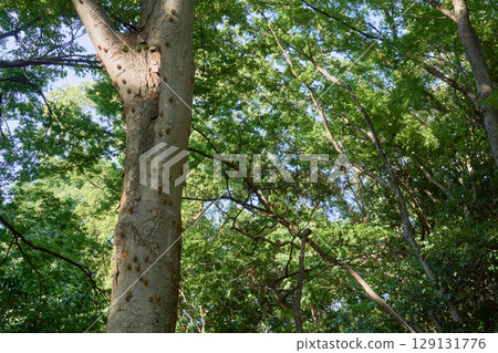 A typical summer scene. Cicada shells clinging tightly to the trunk of a tree. 129131776