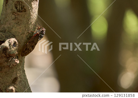 Abra Zemi catching trees Abra Zemi catching trees 129131858