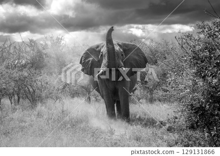 Mono African bush elephant stands lifting trunk 129131866