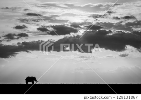Mono African bush elephant stands on horizon 129131867