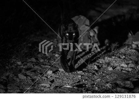Mono black leopard approaches camera at night Mono black leopard approaches camera at night 129131876