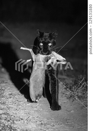 Mono black leopard carrying dik-dik toward camera 129131880