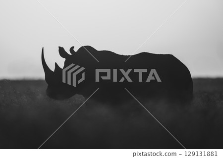 Mono black rhino stands on dawn horizon 129131881