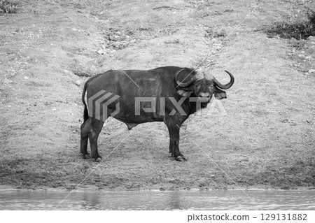 Mono Cape buffalo by waterhole watches camera 129131882