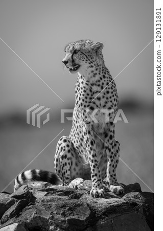 Mono cheetah sits turning on stone signpost Mono cheetah sits turning on stone signpost 129131891