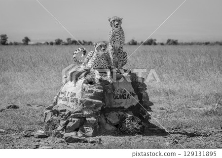 Mono cheetahs sit and lie on signpost 129131895