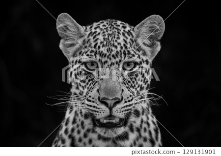 Mono close-up of leopard cub facing camera Mono close-up of leopard cub facing camera 129131901