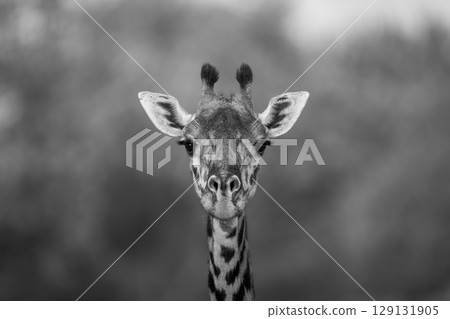 Mono close-up of Masai giraffe facing camera 129131905