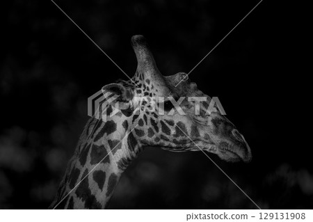 Mono close-up of Masai giraffe in shadows 129131908