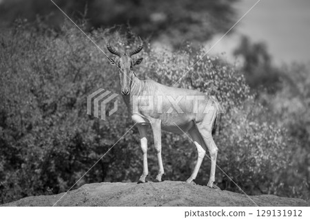 Mono Coke hartebeest on mound watches camera Mono Coke hartebeest on mound watches camera 129131912