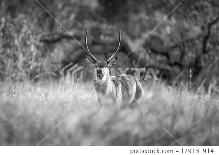 Mono common waterbuck faces camera in clearing 129131914