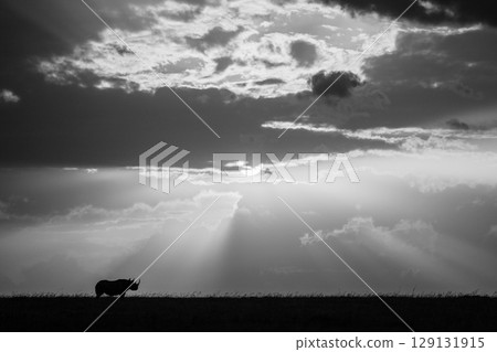 Mono eastern black rhino on horizon silhouetted Mono eastern black rhino on horizon silhouetted 129131915