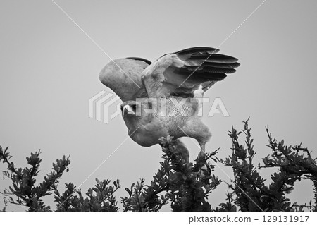 Mono eastern chanting goshawk flies from bush 129131917